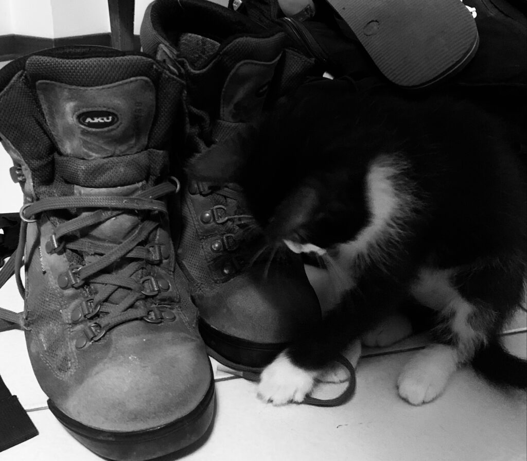 Scarponi da trekking con gatto che gioca, bianco e nero
